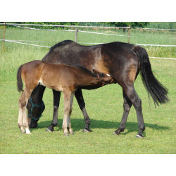 Abreuvoir PF1 POLYFIRST