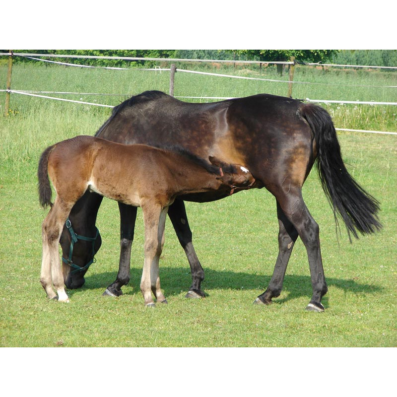 Abreuvoir PF1 POLYFIRST