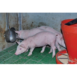 Abreuvoir POLYPORC "Engraissement" Abreuvoir POLYPORC "Engraissement"