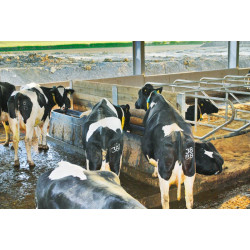 Abreuvoir POLYMAX chauffant