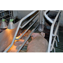 Abreuvoir POLYPORC "Porcelet"