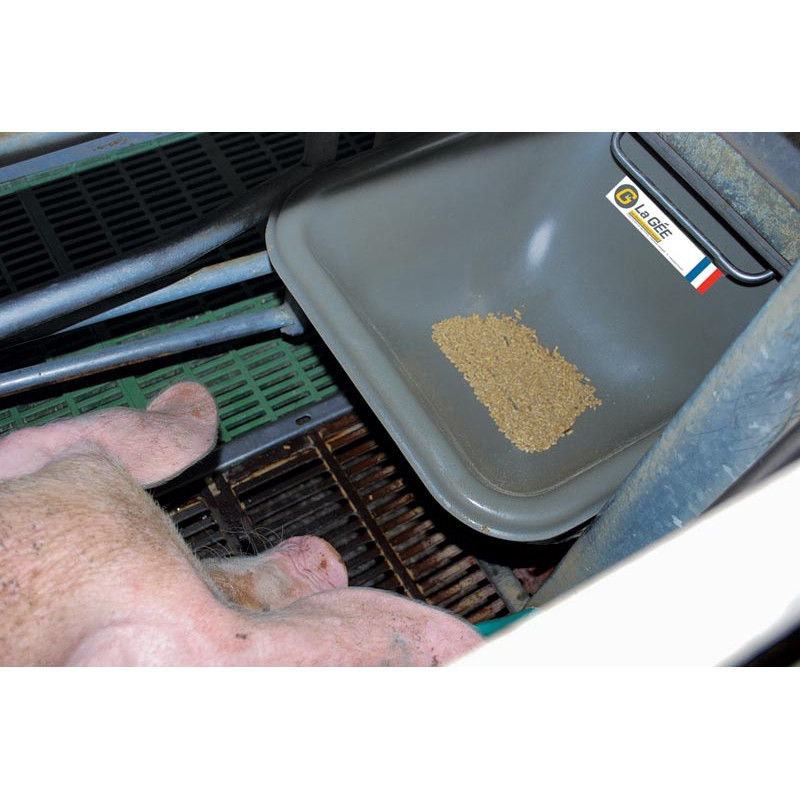 Auge individuelle avec rebord pour porc